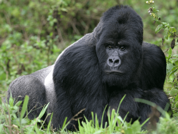 DMC in Uganda specializes in guided gorilla trekking tours in Bwindi Impenetrable Forest.