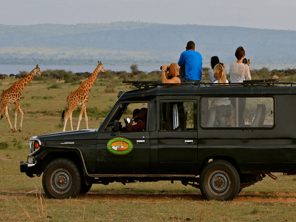 DMC in Uganda curates exciting safari experiences showcasing diverse wildlife and landscapes.