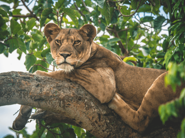 DMC in Uganda provides rare sightings of tree-climbing lions in Queen Elizabeth National Park.