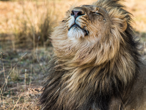 Zambia-Gallery