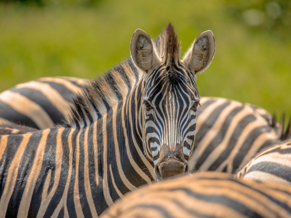 Zambia-Gallery