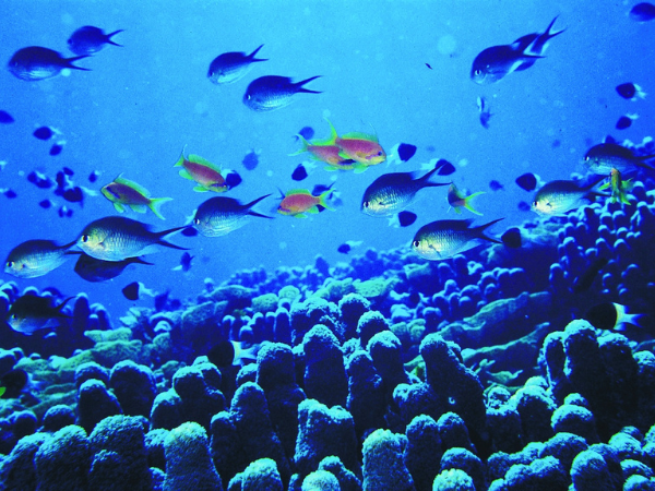 Scuba Diving in Zanzibar