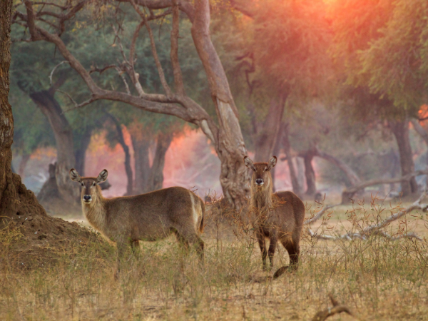 Zimbabwe-Gallery