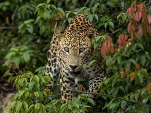 Sri Lanka - Gallery