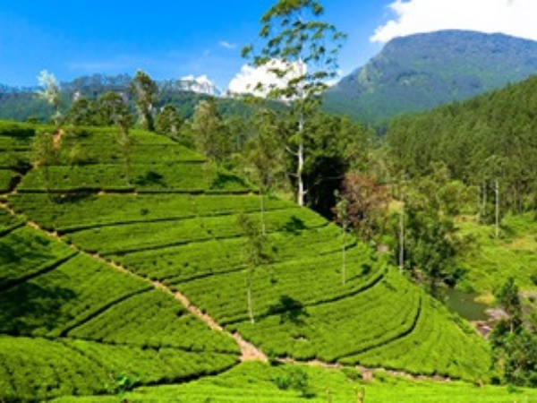 Sri Lanka - Gallery