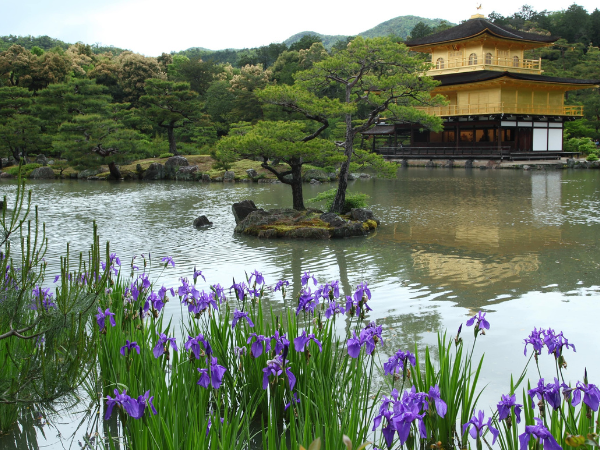 DMC Japan L Iris at Kinkakuji Temple