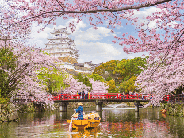 Corporate incentive travel in Japan arranged by DMC Japan – cherry blossom experience at Himeji Castle